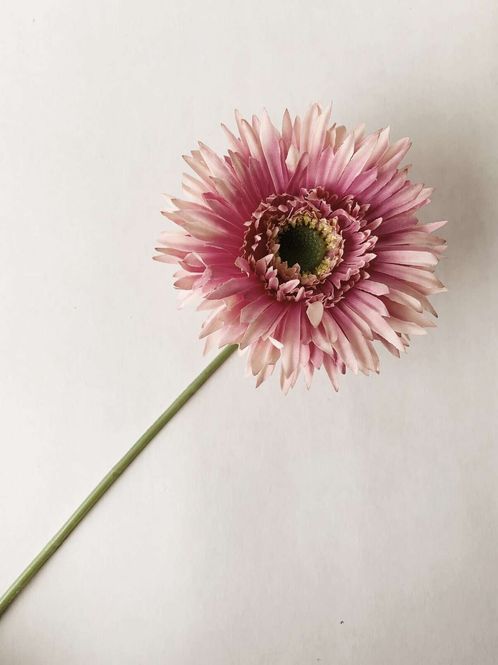 Hovedbilde TREND - Gerbera 44 Cm Støvet Rosa